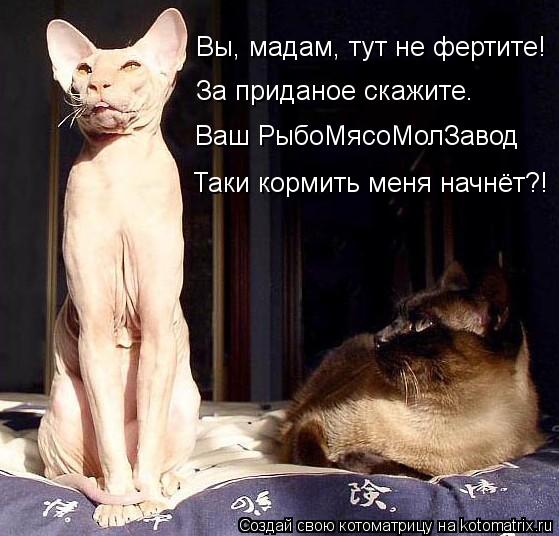 Вы, мадам, тут не фертите! За приданое скажите. Ваш РыбоМясоМолЗавод Таки кормить меня начнёт?!... Котоматрица: Вы, мадам, тут не фертите! За приданое скажите. Ваш РыбоМясоМолЗавод Таки кормить меня начнёт?!