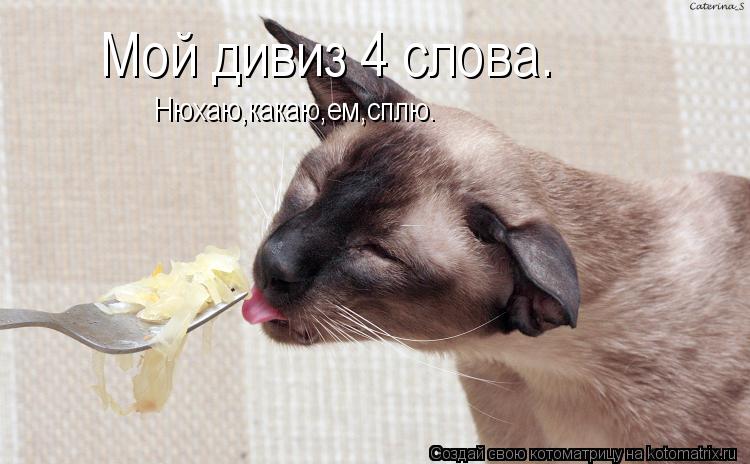 Мой дивиз 4 слова. Нюхаю,какаю,ем,сплю.... Котоматрица: Мой дивиз 4 слова. Нюхаю,какаю,ем,сплю.