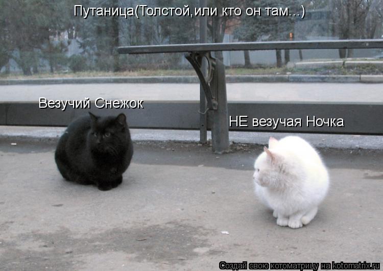 Путаница(Толстой,или кто он там...) Везучий Снежок НЕ везучая Ночка... Котоматрица: Путаница(Толстой,или кто он там...) Везучий Снежок НЕ везучая Ночка