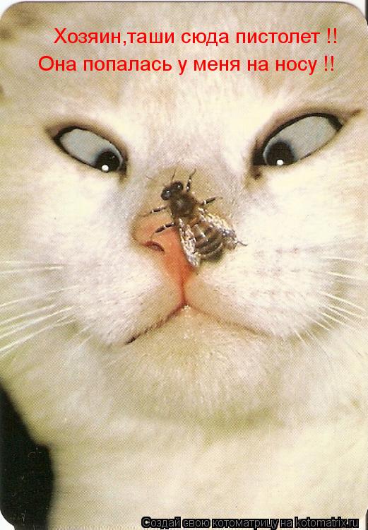 Хозяин,таши сюда пистолет !! Она попалась у меня на носу !!... Котоматрица: Хозяин,таши сюда пистолет !! Она попалась у меня на носу !!