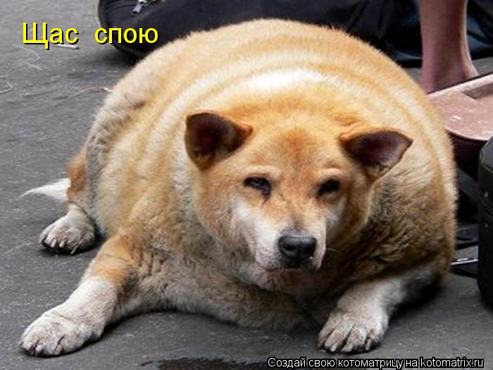 Щас спою... Котоматрица: Щас спою