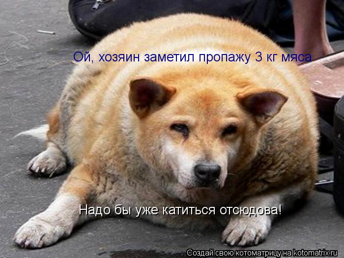 Ой, хозяин заметил пропажу 3 кг мяса Надо бы уже катиться отсюдова!... Котоматрица: Ой, хозяин заметил пропажу 3 кг мяса Надо бы уже катиться отсюдова!