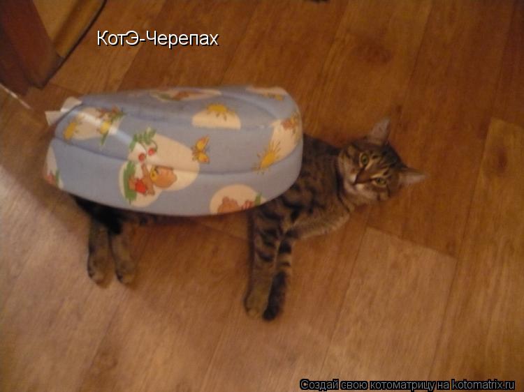КотЭ-Черепах... Котоматрица: КотЭ-Черепах