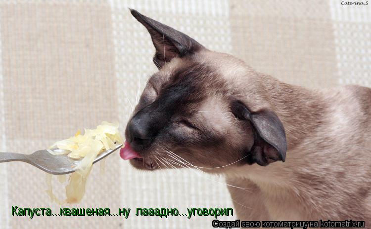 Капуста...квашеная...ну лааадно...уговорил... Котоматрица: Капуста...квашеная...ну лааадно...уговорил