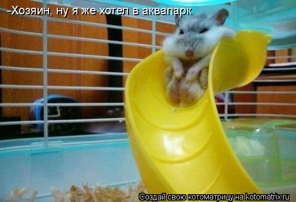 -Хозяин, ну я же хотел в аквапарк... Котоматрица: -Хозяин, ну я же хотел в аквапарк