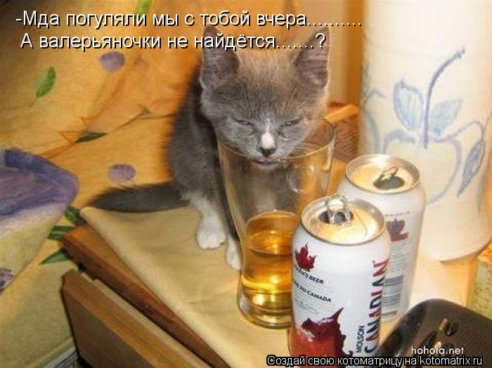 -Мда погуляли мы с тобой вчера.......... А валерьяночки не найдётся.......?... Котоматрица: -Мда погуляли мы с тобой вчера.......... А валерьяночки не найдётся.......?