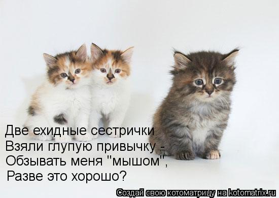 Две ехидные сестрички Взяли глупую привычку - Обзывать меня "мышом", Разве это хорошо?... Котоматрица: Две ехидные сестрички Взяли глупую привычку - Обзывать меня "мышом", Разве это хорошо?
