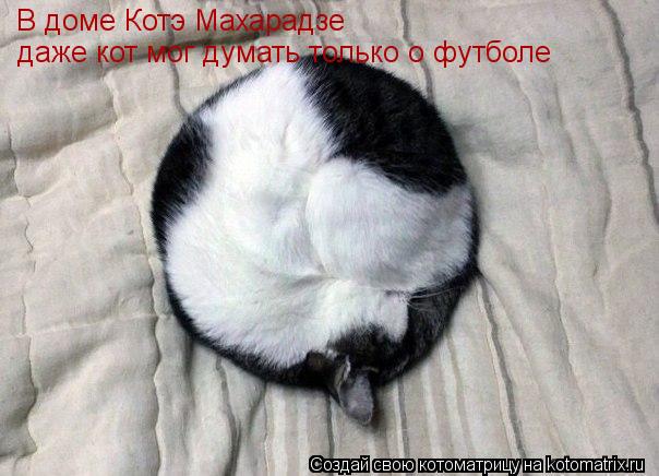 В доме Котэ Махарадзе даже кот мог думать только о футболе... Котоматрица: В доме Котэ Махарадзе даже кот мог думать только о футболе