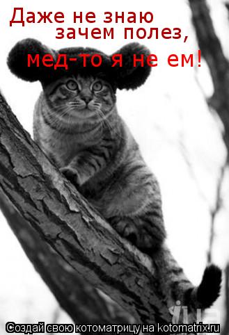 Даже не знаю зачем полез, мед-то я не ем!... Котоматрица: Даже не знаю зачем полез, мед-то я не ем!