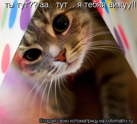 ты тут?? аа.. тут .. я тебяя вижуу!!... Котоматрица: ты тут?? аа.. тут .. я тебяя вижуу!!