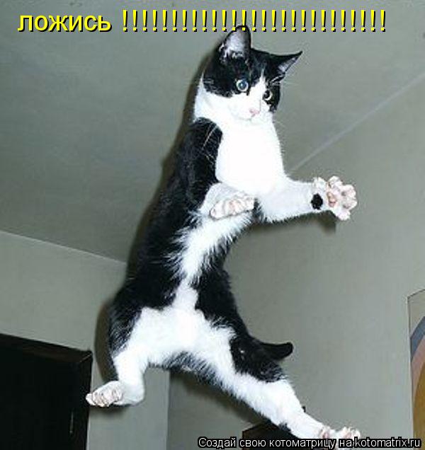 ложись !!!!!!!!!!!!!!!!!!!!!!!!!!!... Котоматрица: ложись !!!!!!!!!!!!!!!!!!!!!!!!!!!