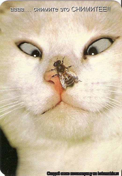 аааа.... снимите это СНИМИТЕЕ!!... Котоматрица: аааа.... снимите это СНИМИТЕЕ!!
