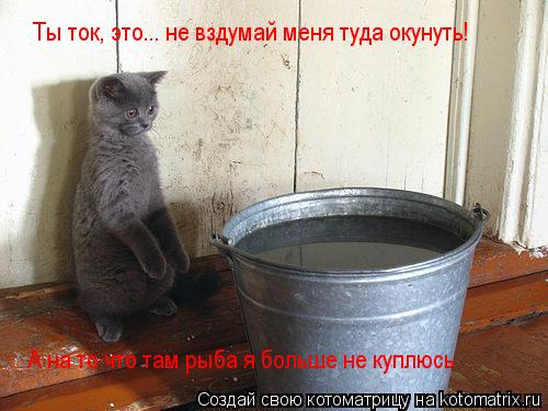 Ты ток, это... не вздумай меня туда окунуть! А на то что там рыба я больше не куплюсь... Котоматрица: Ты ток, это... не вздумай меня туда окунуть! А на то что там рыба я больше не куплюсь