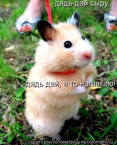 -дядь дай сыру... -дядь дай, а то нагавкаю!!!... Котоматрица: -дядь дай сыру... -дядь дай, а то нагавкаю!!!