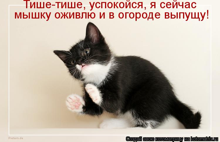 Тише-тише, успокойся, я сейчас мышку оживлю и в огороде выпущу!... Котоматрица: Тише-тише, успокойся, я сейчас мышку оживлю и в огороде выпущу!