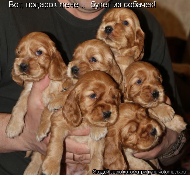 Вот, подарок жене... букет из собачек!... Котоматрица: Вот, подарок жене... букет из собачек!