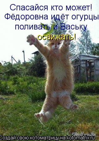 Спасайся кто может! Фёдоровна идёт огурцы поливать и Ваську освижать!... Котоматрица: Спасайся кто может! Фёдоровна идёт огурцы поливать и Ваську освижать!