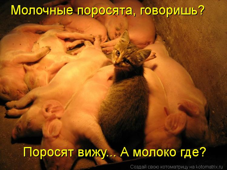 Молочные поросята, говоришь? Поросят вижу... А молоко где?... Котоматрица: Молочные поросята, говоришь? Поросят вижу... А молоко где?