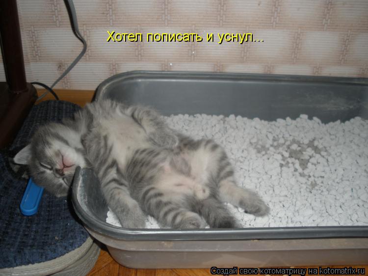 Хотел пописать и уснул...... Котоматрица: Хотел пописать и уснул...