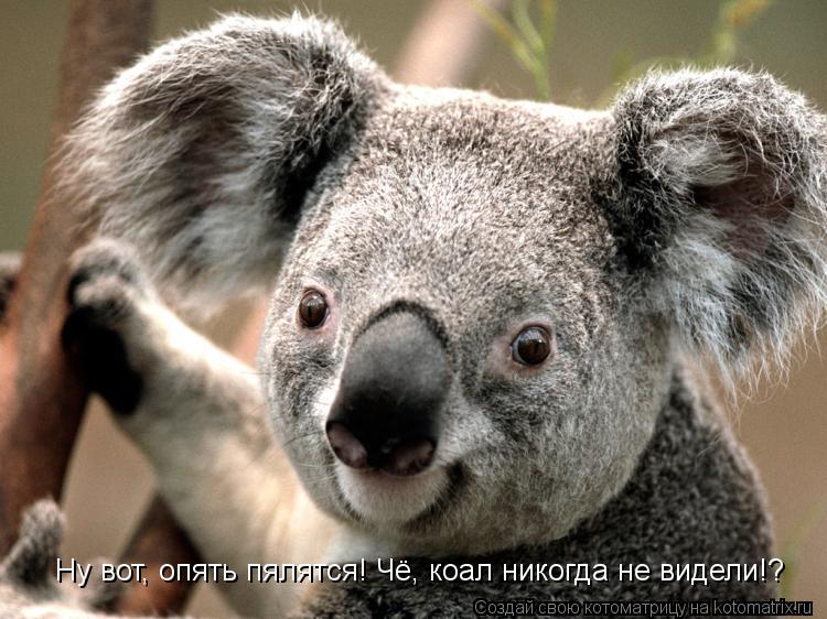 Ну вот, опять пялятся! Чё, коал никогда не видели!?... Котоматрица: Ну вот, опять пялятся! Чё, коал никогда не видели!?