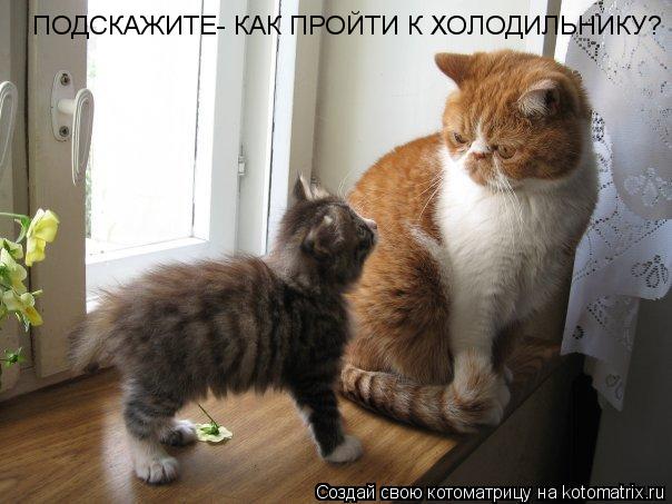 ПОДСКАЖИТЕ- КАК ПРОЙТИ К ХОЛОДИЛЬНИКУ?... Котоматрица: ПОДСКАЖИТЕ- КАК ПРОЙТИ К ХОЛОДИЛЬНИКУ?