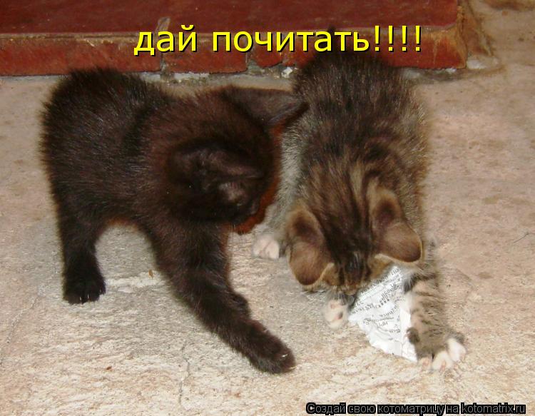 дай почитать!!!!... Котоматрица: дай почитать!!!!