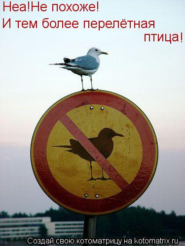 Неа!Не похоже! И тем более перелётная птица !... Котоматрица: Неа!Не похоже! И тем более перелётная птица !