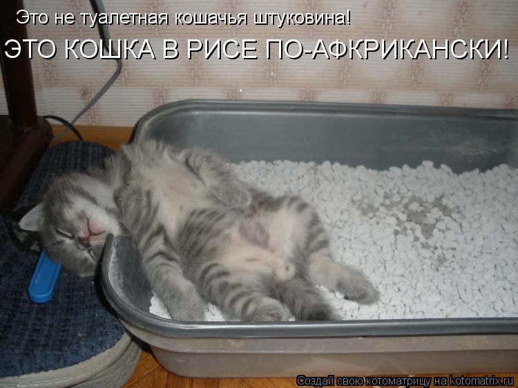 Это не туалетная кошачья штуковина! ЭТО КОШКА В РИСЕ ПО-АФКРИКАНСКИ!... Котоматрица: Это не туалетная кошачья штуковина! ЭТО КОШКА В РИСЕ ПО-АФКРИКАНСКИ!