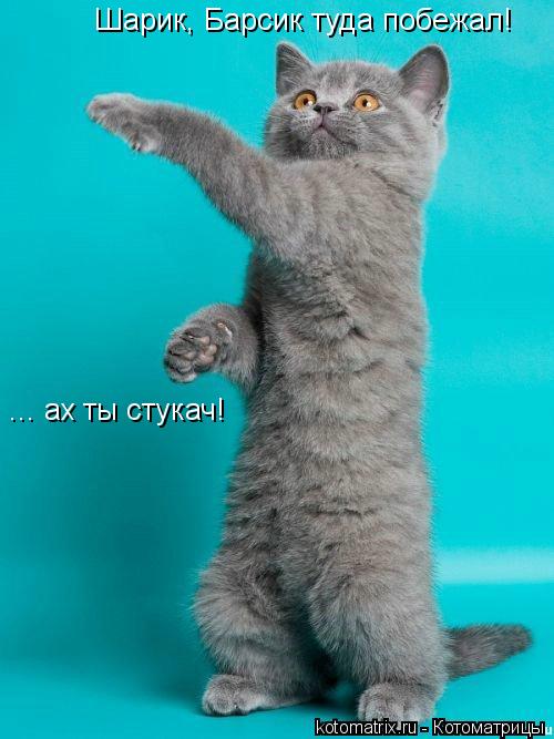 Шарик, Барсик туда побежал! ... ах ты стукач!... Котоматрица: Шарик, Барсик туда побежал! ... ах ты стукач!