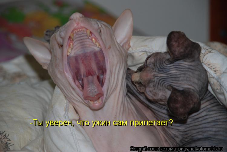 -Ты уверен, что ужин сам прилетает?... Котоматрица: -Ты уверен, что ужин сам прилетает?