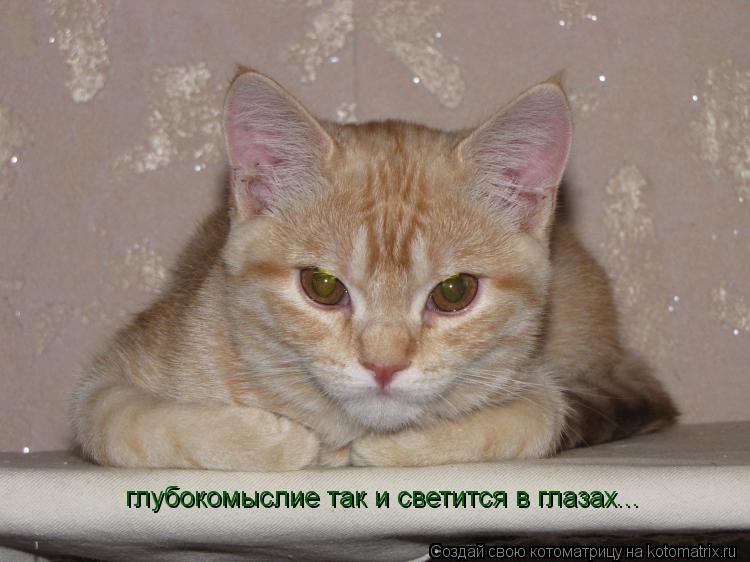 глубокомыслие так и светится в глазах...... Котоматрица: глубокомыслие так и светится в глазах...