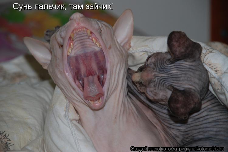 Сунь пальчик, там зайчик!... Котоматрица: Сунь пальчик, там зайчик!
