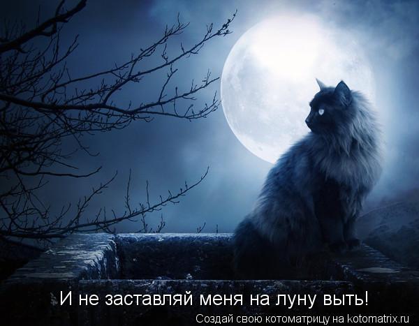 И не заставляй меня на луну выть!... Котоматрица: И не заставляй меня на луну выть!