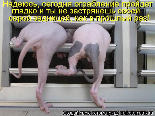 Надеюсь, сегодня ограбление пройдет гладко и ты не застрянешь своей серой задницей, как в прошлый ра... Котоматрица: Надеюсь, сегодня ограбление пройдет гладко и ты не застрянешь своей серой задницей, как в прошлый раз!