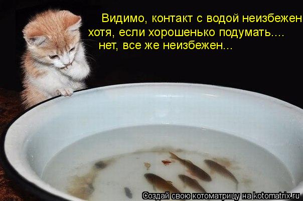 Видимо, контакт с водой неизбежен. хотя, если хорошенько подумать.... нет, все же неизбежен...... Котоматрица: Видимо, контакт с водой неизбежен. хотя, если хорошенько подумать.... нет, все же неизбежен...