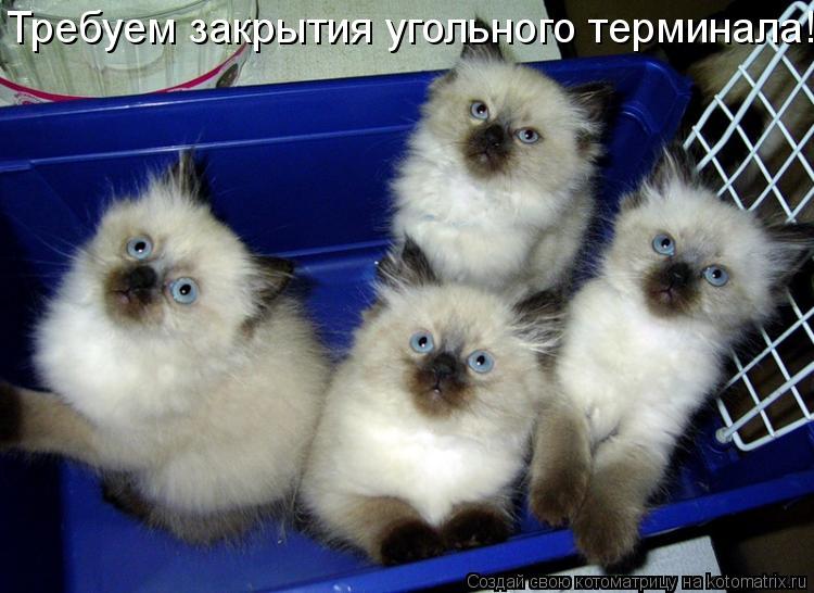 Требуем закрытия угольного терминала!... Котоматрица: Требуем закрытия угольного терминала!