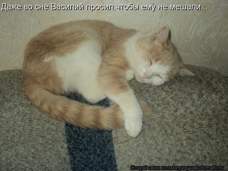 Даже во сне Василий просил,чтобы ему не мешали...... Котоматрица: Даже во сне Василий просил,чтобы ему не мешали...