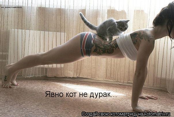 Явно кот не дурак...... Котоматрица: Явно кот не дурак...