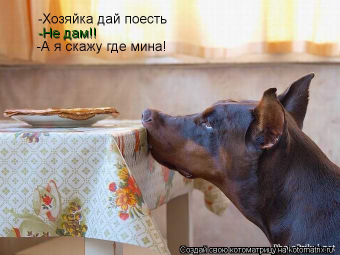 -Хозяйка дай поесть -Не дам!! -А я скажу где мина!... Котоматрица: -Хозяйка дай поесть -Не дам!! -А я скажу где мина!