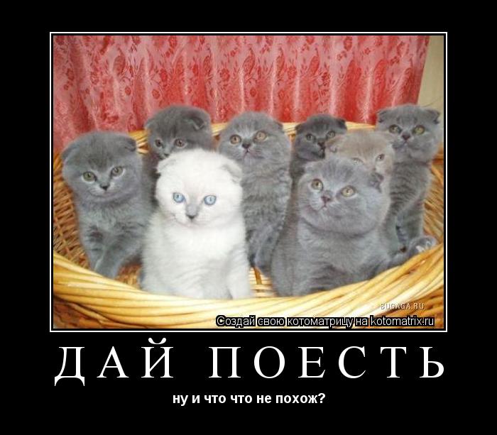 Дай поесть ну и что что не похож?... Котоматрица: Дай поесть ну и что что не похож?