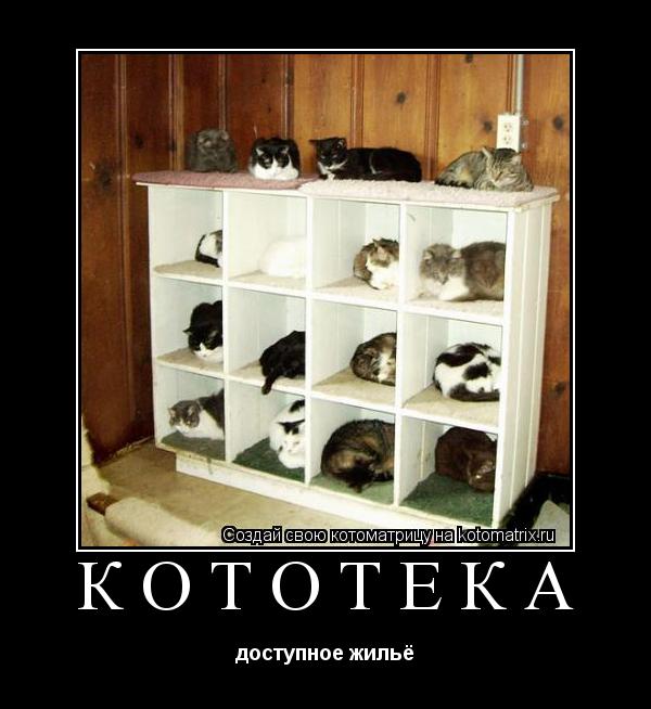 кототека доступное жильё... Котоматрица: кототека доступное жильё