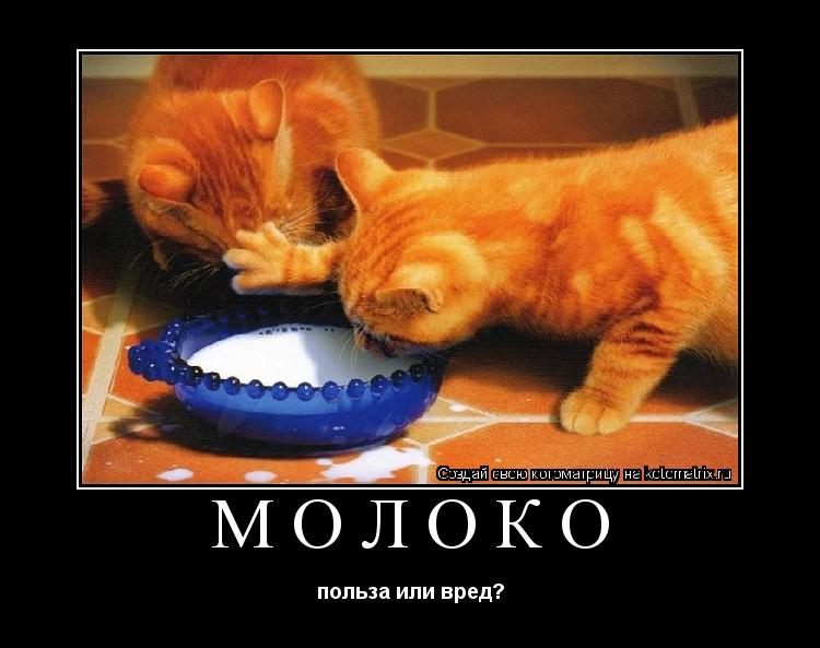Молоко польза или вред?... Котоматрица: Молоко польза или вред?
