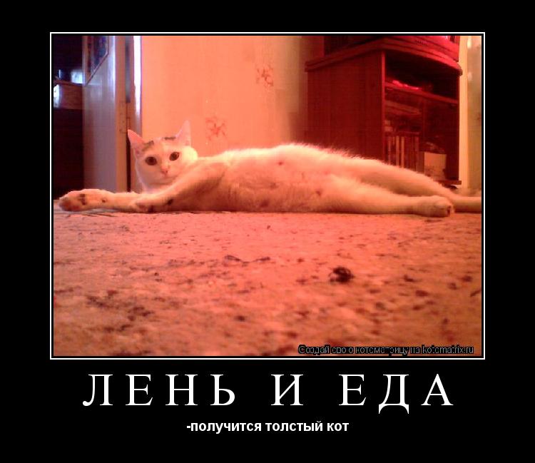 лень и еда -получится толстый кот... Котоматрица: лень и еда -получится толстый кот