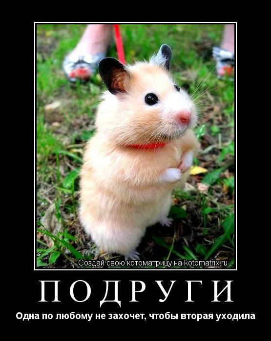 Подруги Одна по любому не захочет, чтобы вторая уходила... Котоматрица: Подруги Одна по любому не захочет, чтобы вторая уходила