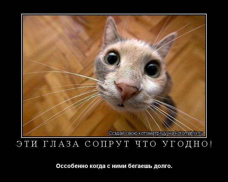 Эти глаза сопрут что угодно! Оссобенно когда с ними бегаешь долго.... Котоматрица: Эти глаза сопрут что угодно! Оссобенно когда с ними бегаешь долго.
