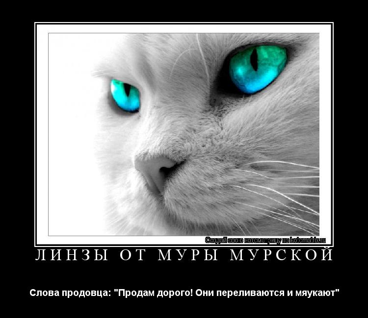 Линзы от Муры Мурской Слова продовца: "Продам дорого! Они переливаются и мяукают"... Котоматрица: Линзы от Муры Мурской Слова продовца: "Продам дорого! Они переливаются и мяукают"