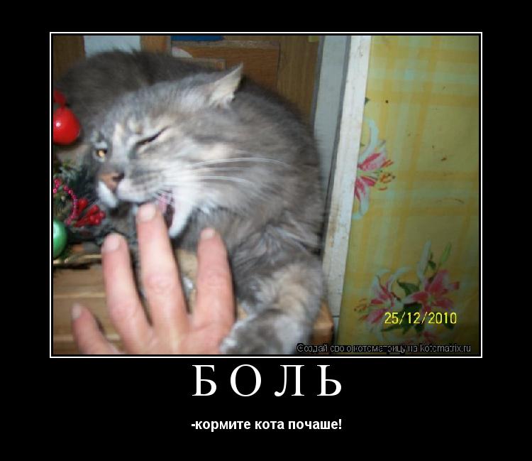 боль -кормите кота почаше!... Котоматрица: боль -кормите кота почаше!
