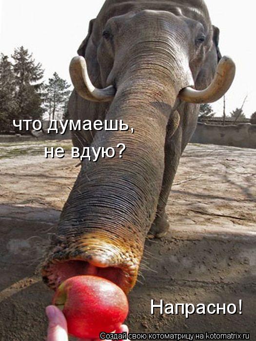 что думаешь, не вдую? Напрасно!... Котоматрица: что думаешь, не вдую? Напрасно!