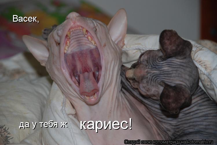 Васек, да у тебя ж кариес!... Котоматрица: Васек, да у тебя ж кариес!