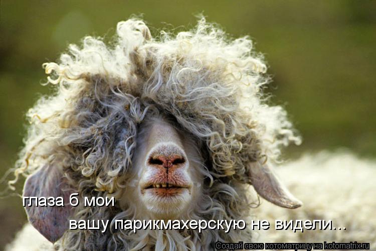 глаза б мои вашу парикмахерскую не видели...... Котоматрица: глаза б мои вашу парикмахерскую не видели...